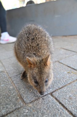 Rottnest Adası 'nın Kuokkaları, Perth Batı Avustralya