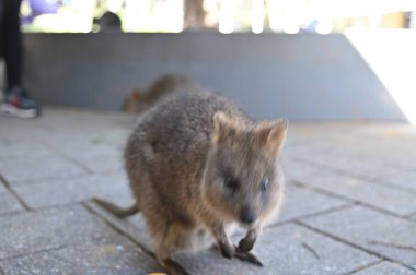Rottnest Adası 'nın Kuokkaları, Perth Batı Avustralya