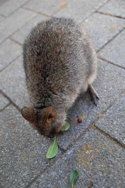 Rottnest Adası 'nın Kuokkaları, Perth Batı Avustralya