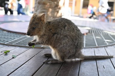 Rottnest Adası 'nın Kuokkaları, Perth Batı Avustralya