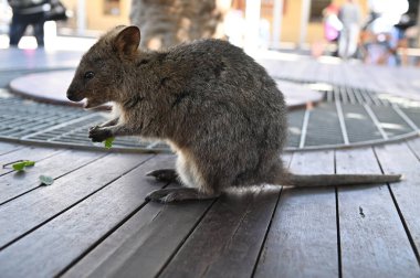 Rottnest Adası 'nın Kuokkaları, Perth Batı Avustralya
