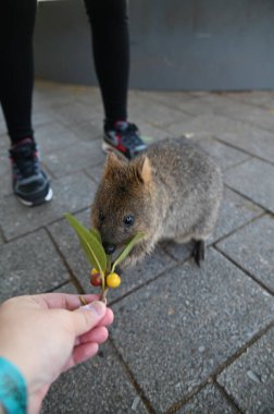 Rottnest Adası 'nın Kuokkaları, Perth Batı Avustralya