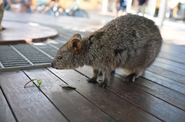 Rottnest Adası 'nın Kuokkaları, Perth Batı Avustralya