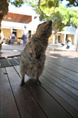 Rottnest Adası 'nın Kuokkaları, Perth Batı Avustralya