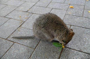 Rottnest Adası 'nın Kuokkaları, Perth Batı Avustralya