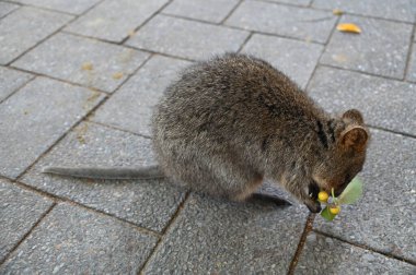 Rottnest Adası 'nın Kuokkaları, Perth Batı Avustralya