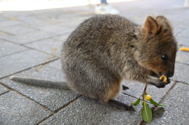 Rottnest Adası 'nın Kuokkaları, Perth Batı Avustralya
