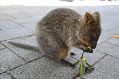Rottnest Adası 'nın Kuokkaları, Perth Batı Avustralya