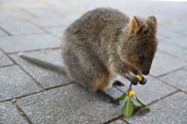 Rottnest Adası 'nın Kuokkaları, Perth Batı Avustralya