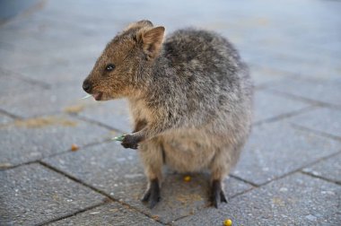 Rottnest Adası 'nın Kuokkaları, Perth Batı Avustralya