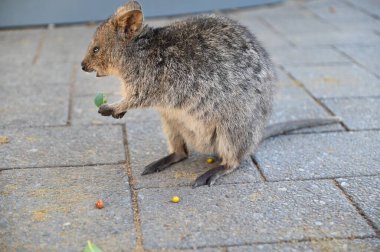 Rottnest Adası 'nın Kuokkaları, Perth Batı Avustralya