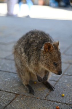 Rottnest Adası 'nın Kuokkaları, Perth Batı Avustralya