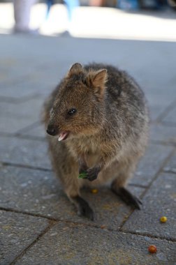 Rottnest Adası 'nın Kuokkaları, Perth Batı Avustralya