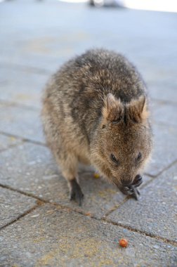 Rottnest Adası 'nın Kuokkaları, Perth Batı Avustralya
