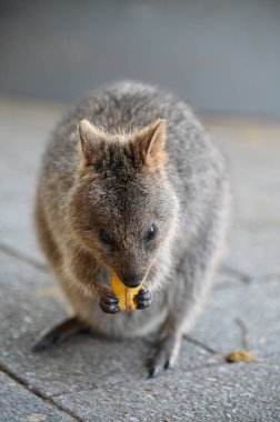 Rottnest Adası 'nın Kuokkaları, Perth Batı Avustralya