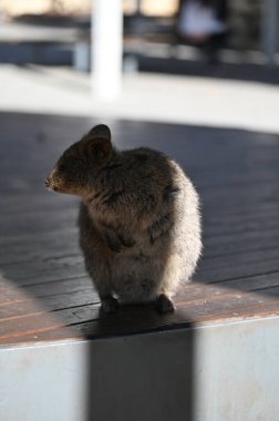 Rottnest Adası 'nın Kuokkaları, Perth Batı Avustralya