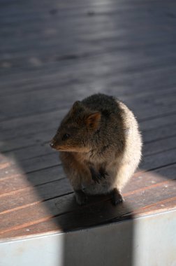 Rottnest Adası 'nın Kuokkaları, Perth Batı Avustralya