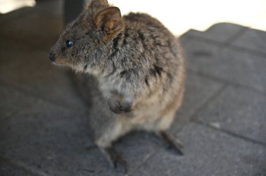 Rottnest Adası 'nın Kuokkaları, Perth Batı Avustralya