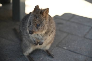 Rottnest Adası 'nın Kuokkaları, Perth Batı Avustralya