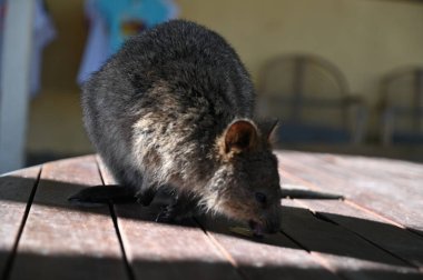 Rottnest Adası 'nın Kuokkaları, Perth Batı Avustralya