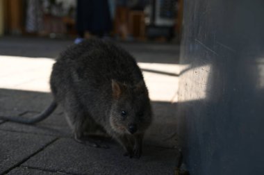 Rottnest Adası 'nın Kuokkaları, Perth Batı Avustralya