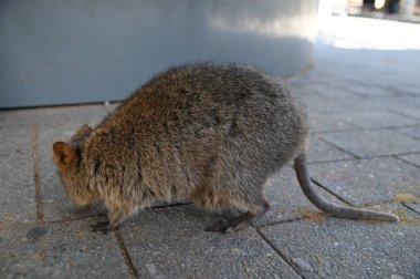 Rottnest Adası 'nın Kuokkaları, Perth Batı Avustralya