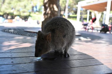 Rottnest Adası 'nın Kuokkaları, Perth Batı Avustralya