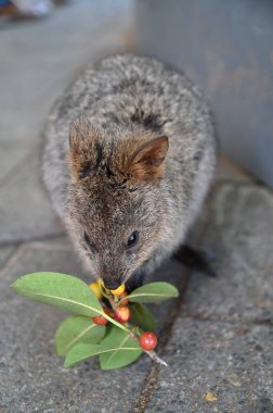 Rottnest Adası 'nın Kuokkaları, Perth Batı Avustralya