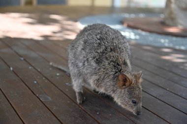 Rottnest Adası 'nın Kuokkaları, Perth Batı Avustralya