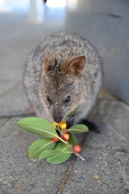 Rottnest Adası 'nın Kuokkaları, Perth Batı Avustralya