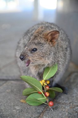 Rottnest Adası 'nın Kuokkaları, Perth Batı Avustralya