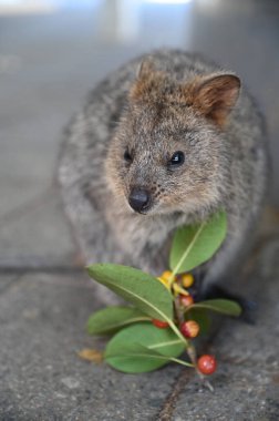 Rottnest Adası 'nın Kuokkaları, Perth Batı Avustralya