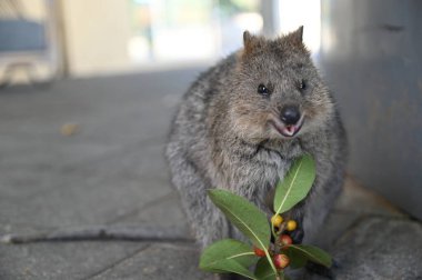 Rottnest Adası 'nın Kuokkaları, Perth Batı Avustralya