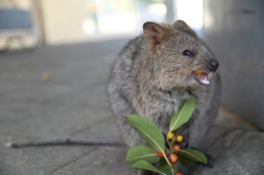 Rottnest Adası 'nın Kuokkaları, Perth Batı Avustralya
