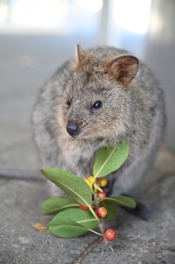 Rottnest Adası 'nın Kuokkaları, Perth Batı Avustralya