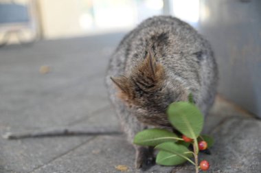 Rottnest Adası 'nın Kuokkaları, Perth Batı Avustralya