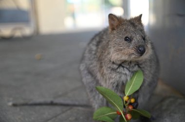 Rottnest Adası 'nın Kuokkaları, Perth Batı Avustralya