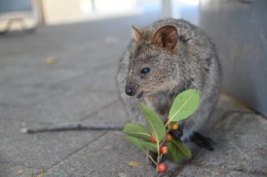 Rottnest Adası 'nın Kuokkaları, Perth Batı Avustralya