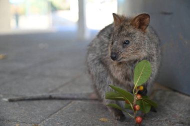 Rottnest Adası 'nın Kuokkaları, Perth Batı Avustralya