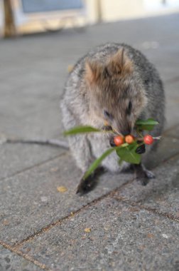 Rottnest Adası 'nın Kuokkaları, Perth Batı Avustralya
