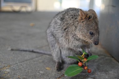 Rottnest Adası 'nın Kuokkaları, Perth Batı Avustralya