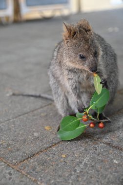 Rottnest Adası 'nın Kuokkaları, Perth Batı Avustralya