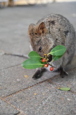 Rottnest Adası 'nın Kuokkaları, Perth Batı Avustralya