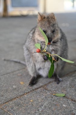 Rottnest Adası 'nın Kuokkaları, Perth Batı Avustralya
