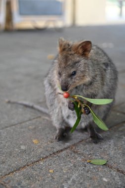 Rottnest Adası 'nın Kuokkaları, Perth Batı Avustralya