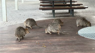 Rottnest Adası 'nın Kuokkaları, Perth Batı Avustralya