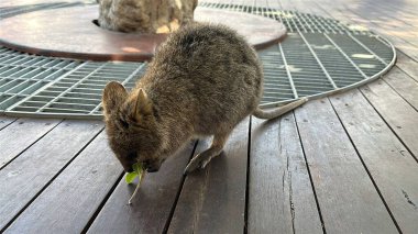 Rottnest Adası 'nın Kuokkaları, Perth Batı Avustralya