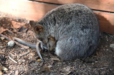 Rottnest Adası 'nın Kuokkaları, Perth Batı Avustralya