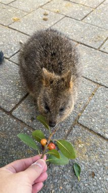 Rottnest Adası 'nın Kuokkaları, Perth Batı Avustralya