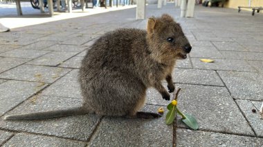 Rottnest Adası 'nın Kuokkaları, Perth Batı Avustralya